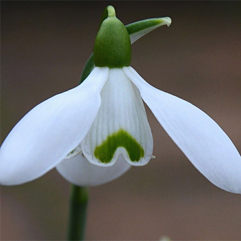 Perce-neige - Galanthus nivalis S. Arnott (Flowering)