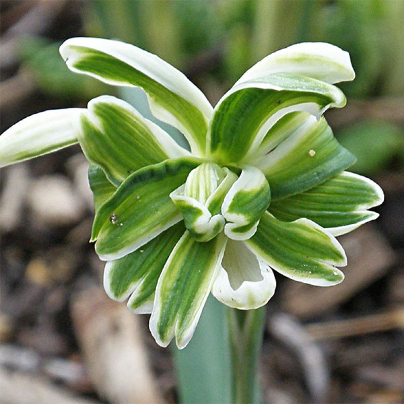 Perce-neige double - Galanthus nivalis Blewbury Tart (Flowering)