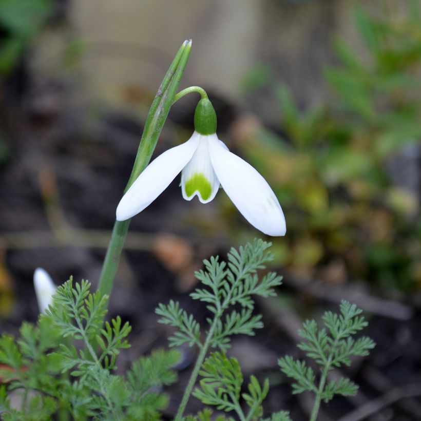 Galanthus reginae-olgae- Perce-neige (Floraison)