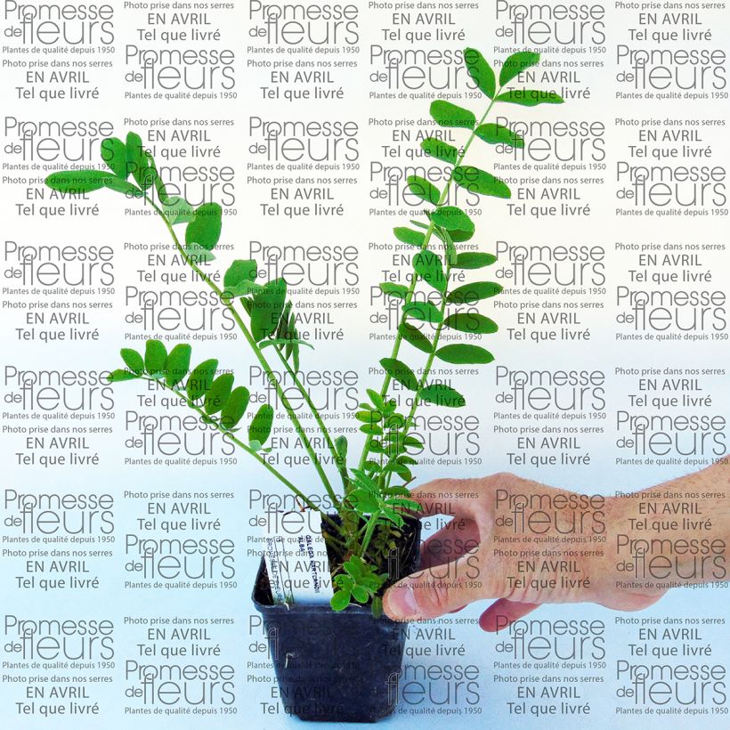 Exemple de spécimen de Galega hartlandii Alba Godet de 8/9 cm tel que livré