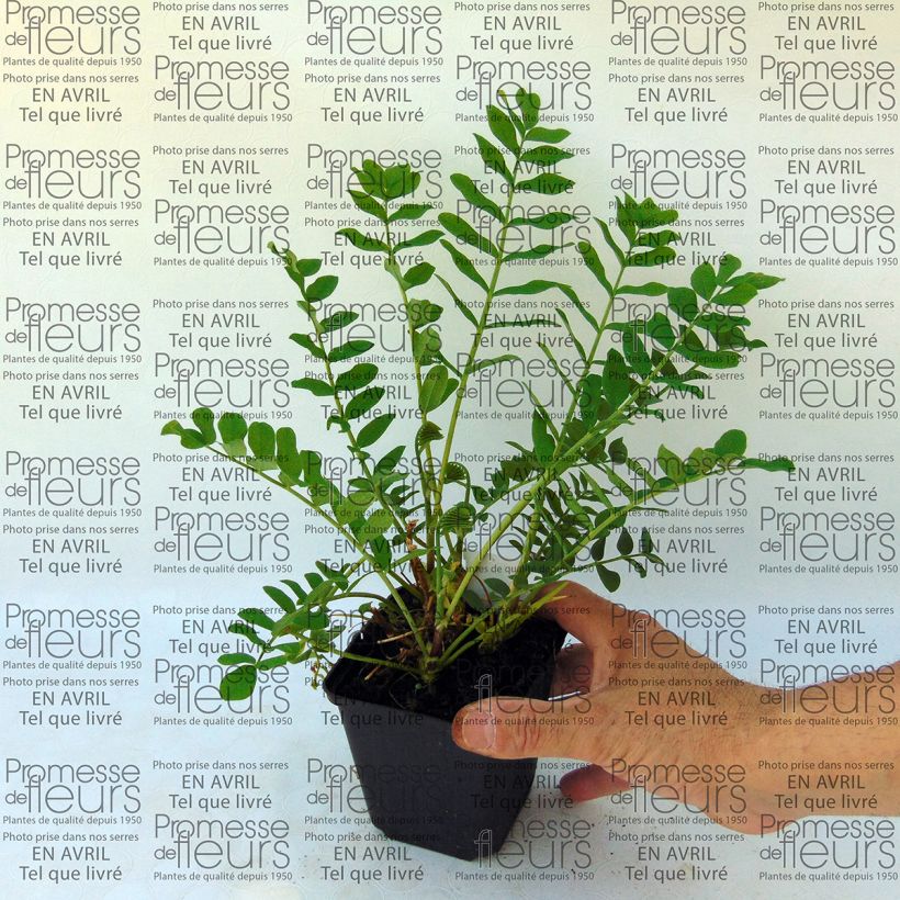 Exemple de spécimen de Galega hartlandii Duchess of Bedford Godet de 8/9 cm tel que livré