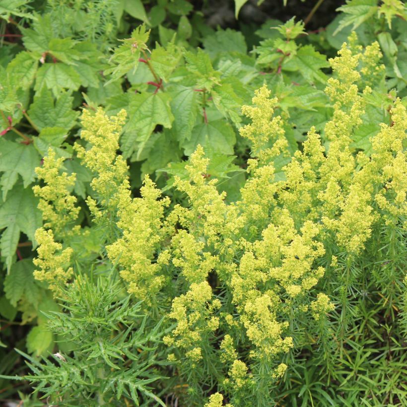 Gallium verum - Caille-lait jaune (Plant habit)