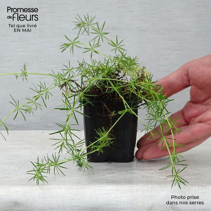 Example of Gallium verum - Caille-lait jaune Godet de 8/9 cm as you get in printemps