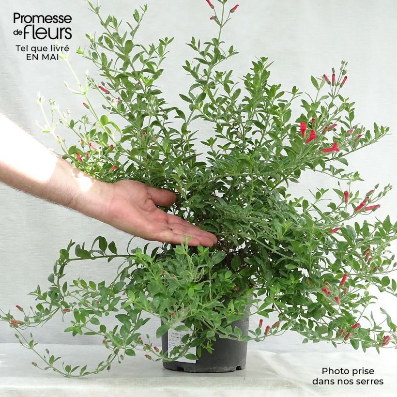 Example of Galvezia speciosa Pot de 3L/4L as you get in printemps