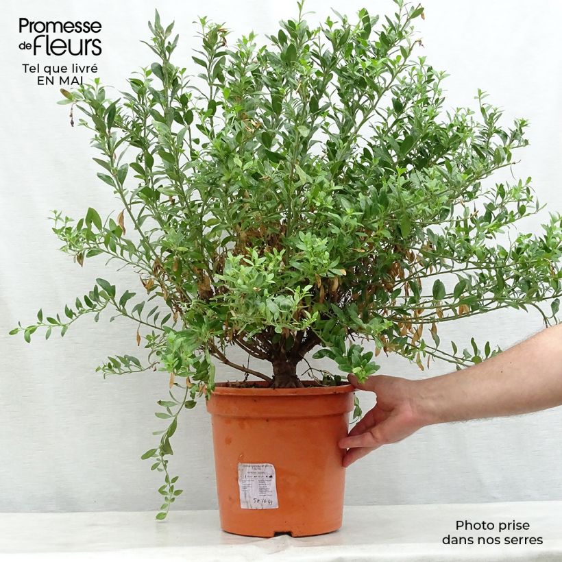Example of Galvezia speciosa Pot de 7,5L/10L as you get in printemps