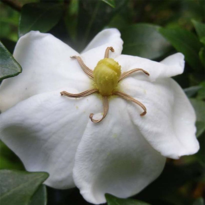 Gardenia Sweetheart - Jasmin du Cap (Flowering)