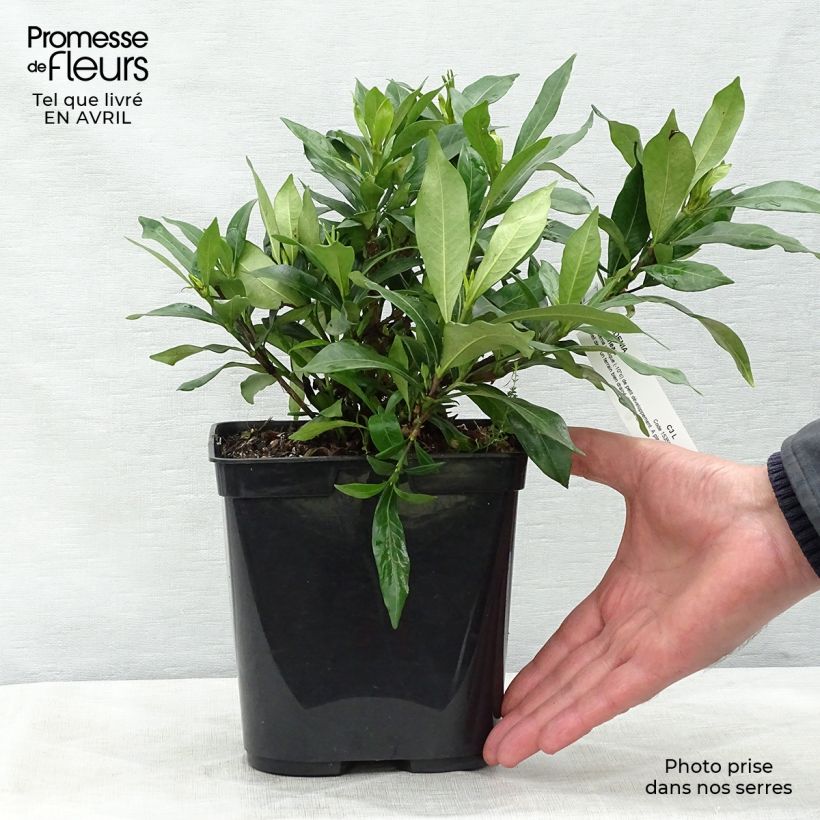 Example of Gardenia Sweetheart - Jasmin du Cap Pot de 2L/3L as you get in printemps