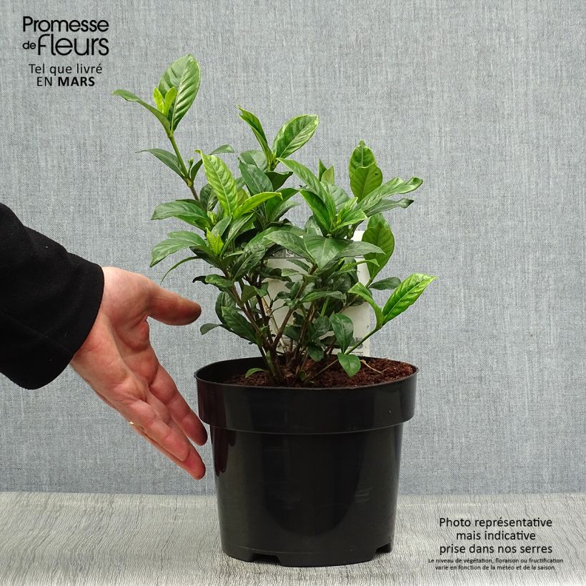 Example of Gardenia jasminoides Double Diamonds   Pot de 3L/4L as you get in printemps