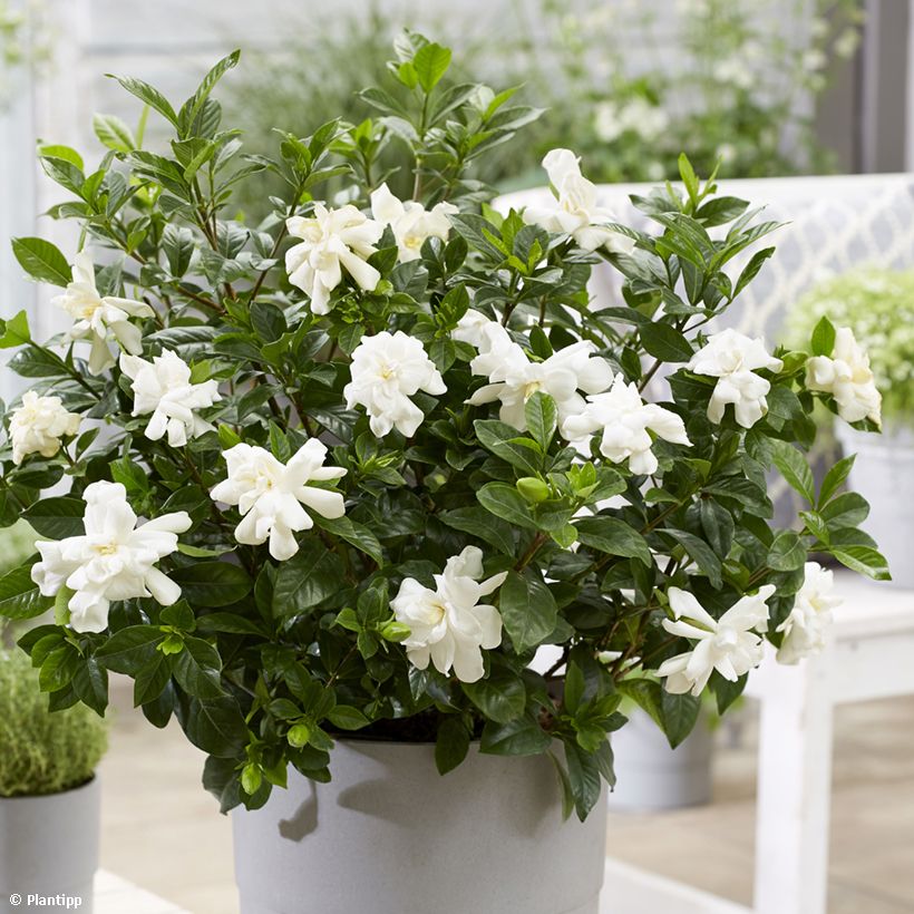 Gardenia jasminoides Double Diamonds   (Flowering)