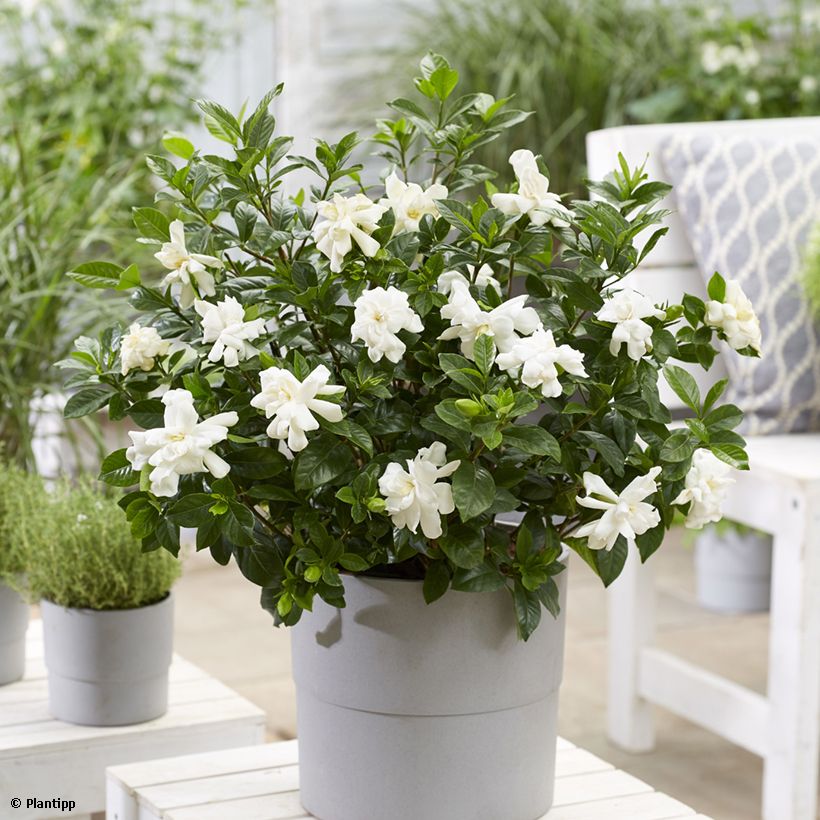 Gardenia jasminoides Double Diamonds   (Plant habit)
