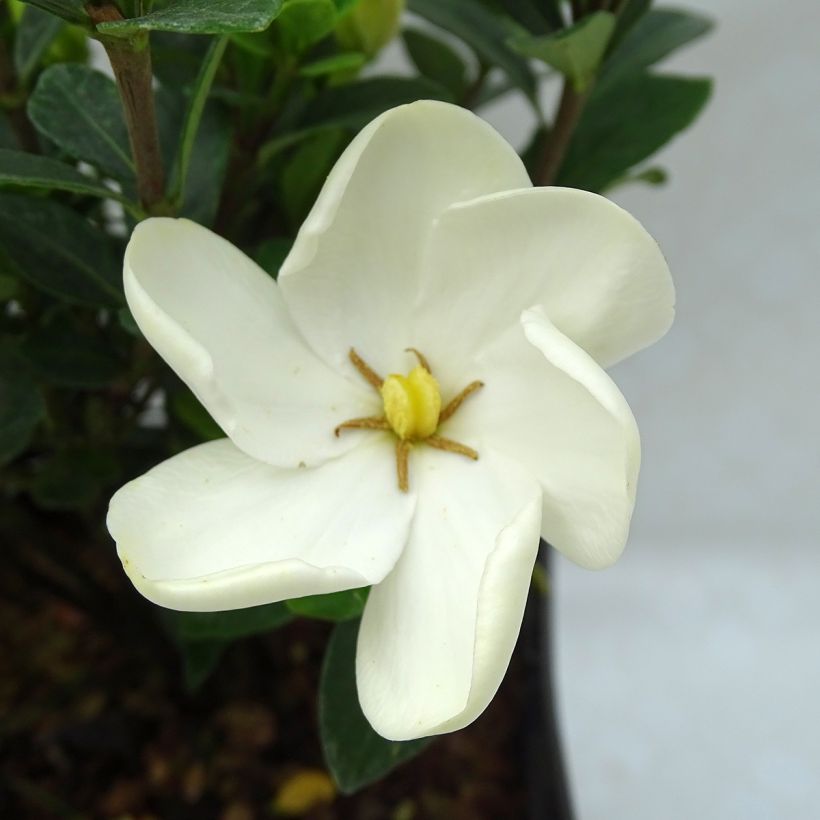 Gardenia jasminoides Kleim's Hardy (Flowering)