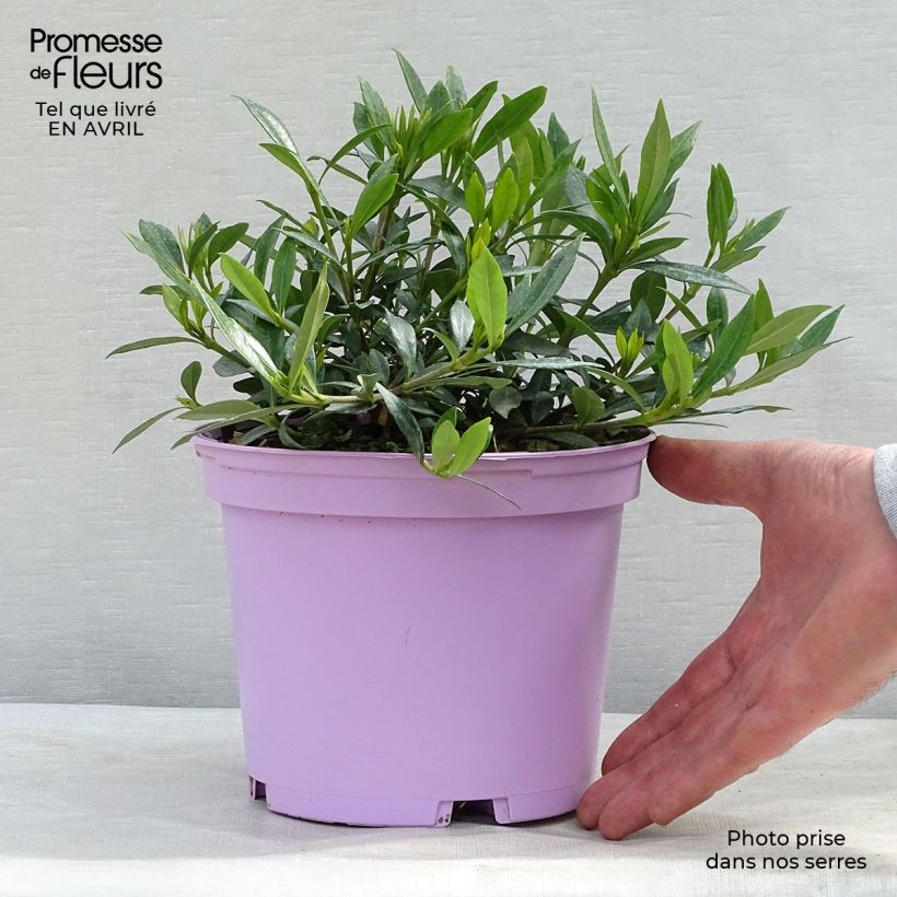 Example of Gardenia jasminoides Perfumed Petticoats Pot de 2L/3L as you get in printemps