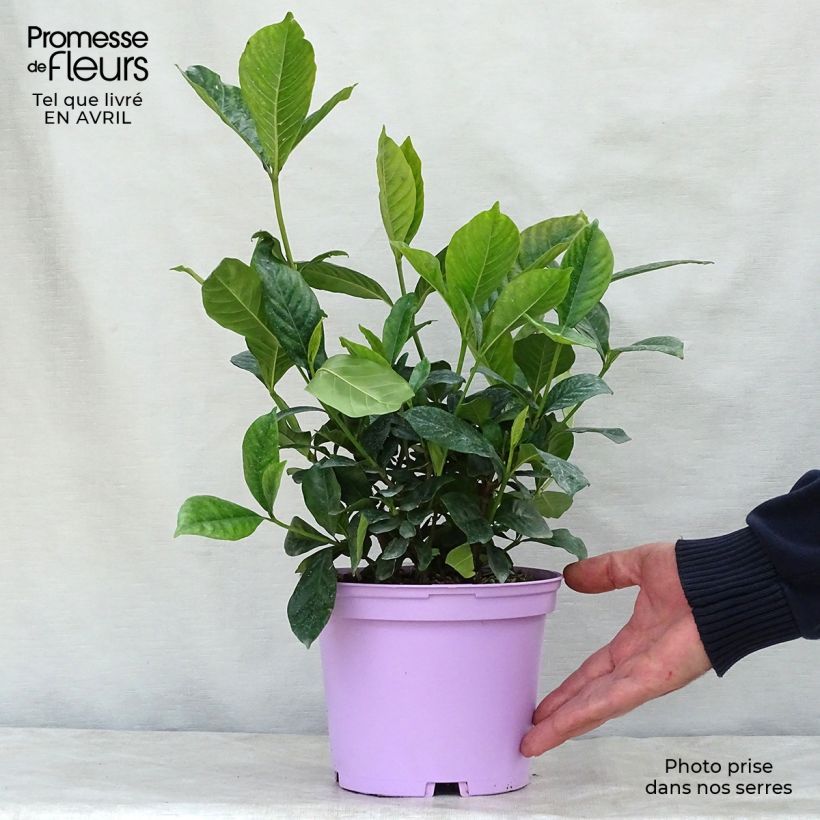 Example of Gardenia jasminoides Summer Snow Pot de 3L/4L as you get in printemps