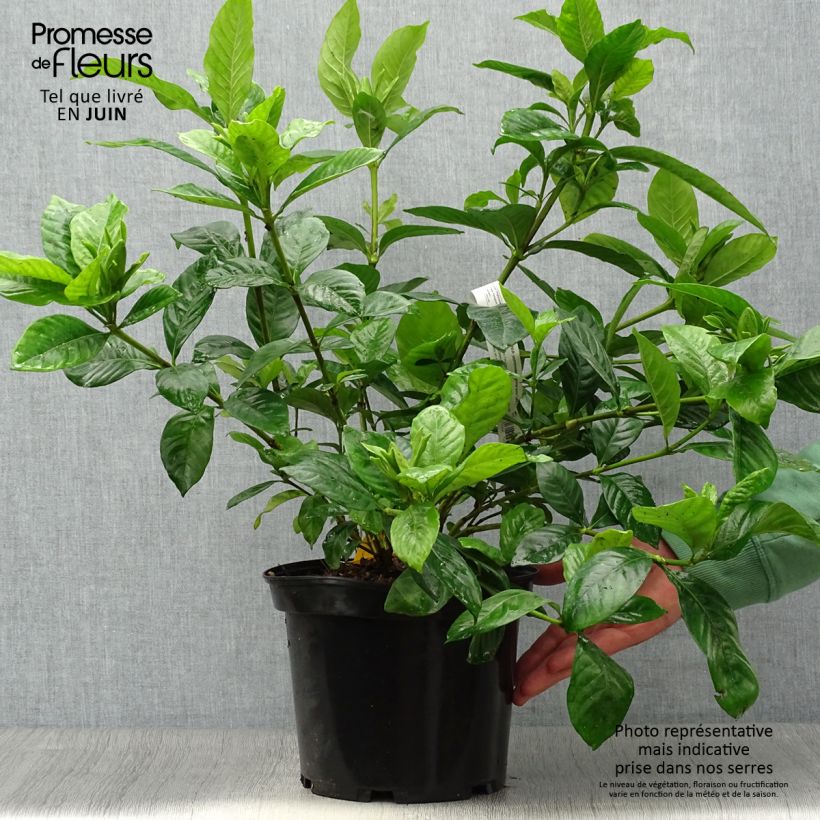 Spécimen de Gardenia jasminoides Summer Snow Pot de 3L/4L tel que livré en été
