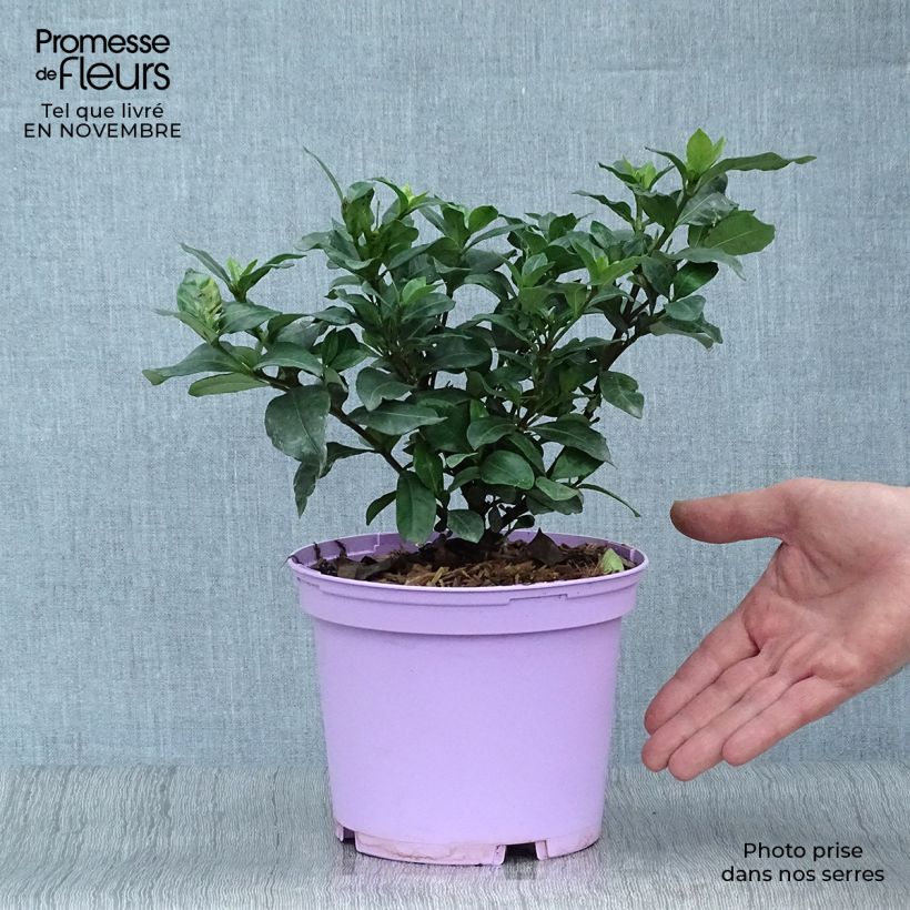 Spécimen de Gardénia rustique Pinwheel Pot de 2L/3L tel que livré en automne