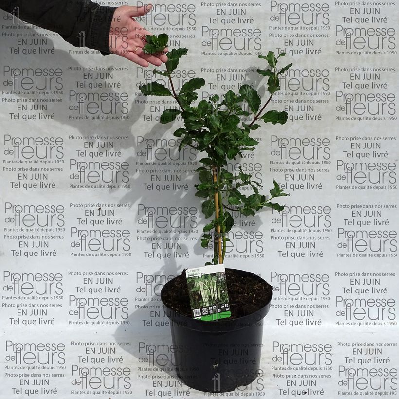 Example of Garrya elliptica - Garrya à feuilles elliptiques Pot de 7,5L/10L as you get