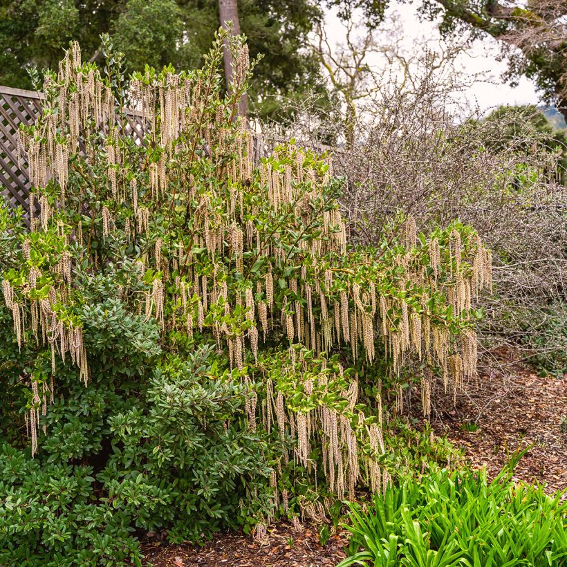 Garrya elliptica - Garrya à feuilles elliptiques (Plant habit)