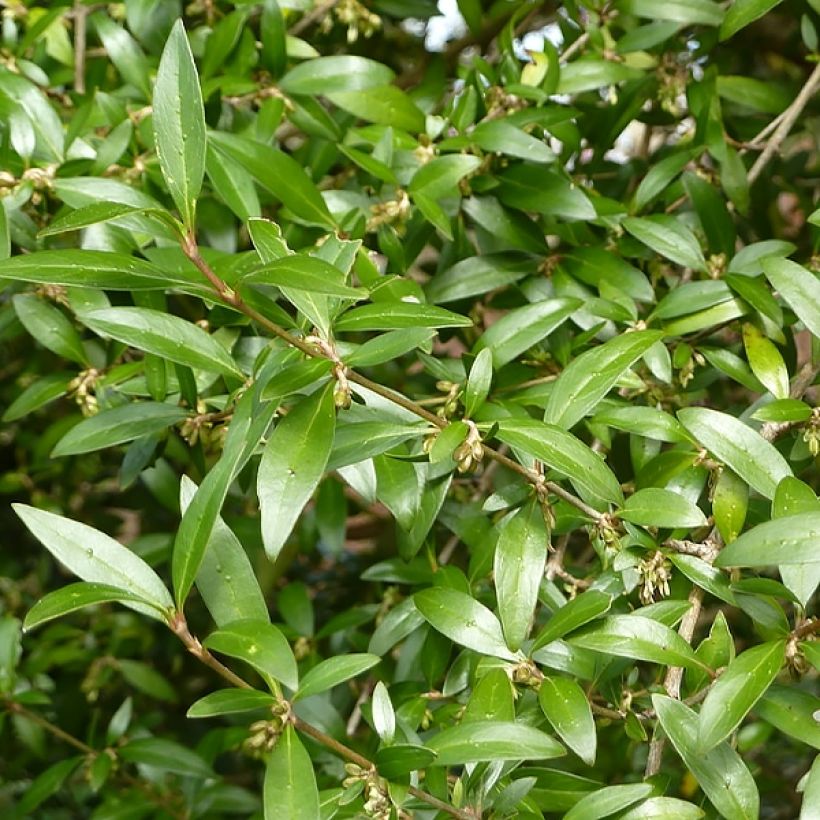 Garrya (x) thuretii  (Foliage)