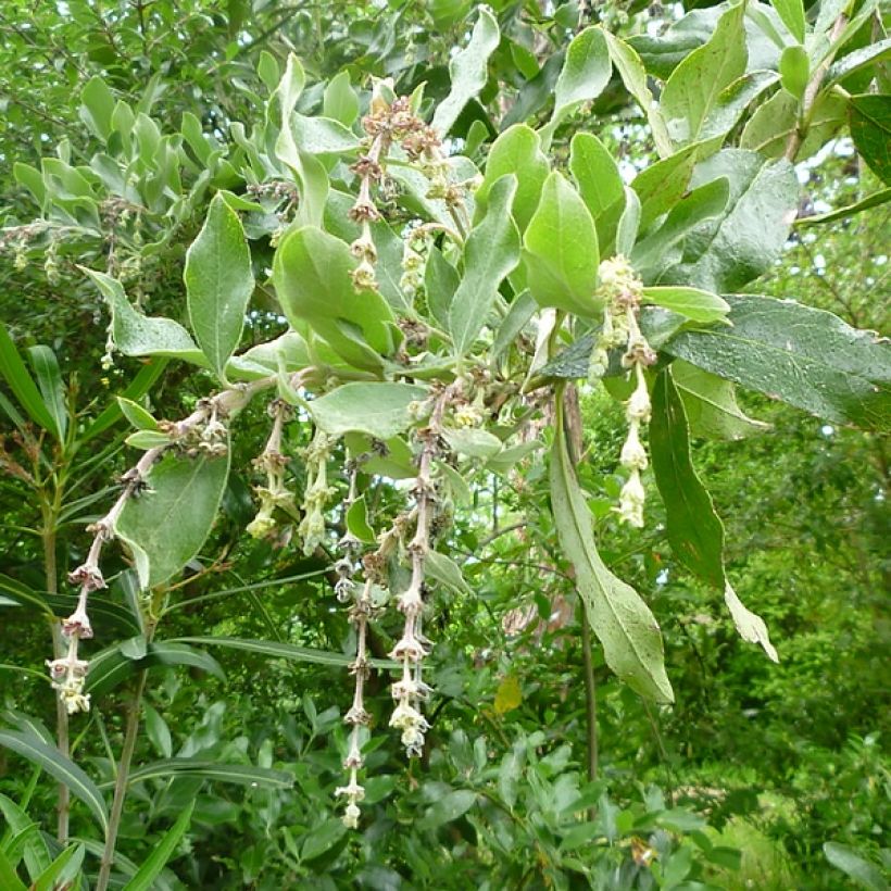 Garrya (x) thuretii  (Flowering)