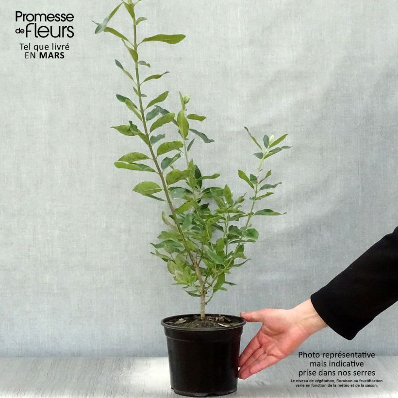 Example of Garrya (x) thuretii  Pot de 2L/3L as you get in printemps