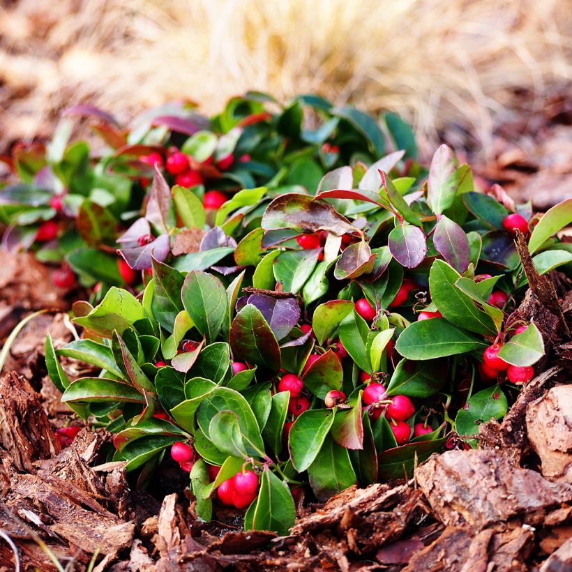 Gaultheria procumbens - Gaulthérie couchée (Plant habit)