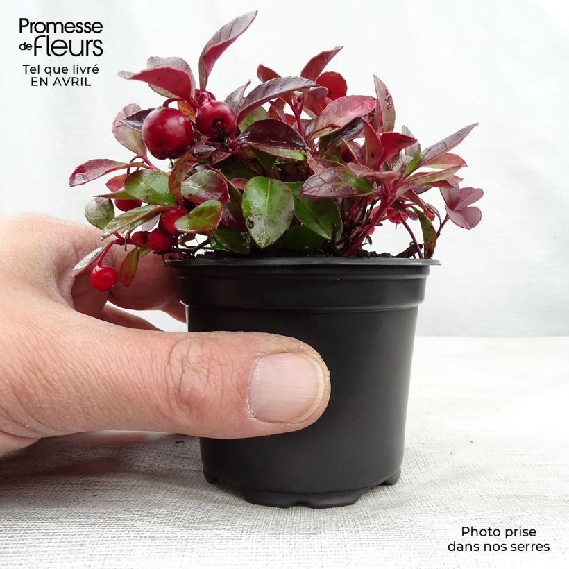 Example of Gaultheria procumbens - Gaulthérie couchée Godet de 8/9 cm as you get in printemps