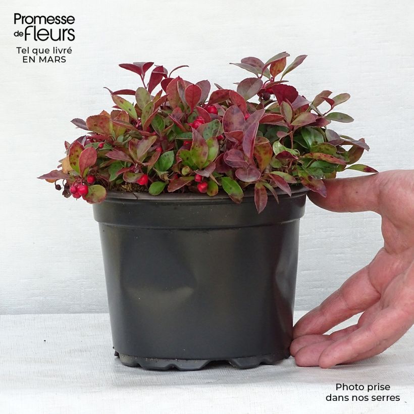 Example of Gaultheria procumbens - Gaulthérie couchée Pot de 2L/3L as you get in printemps