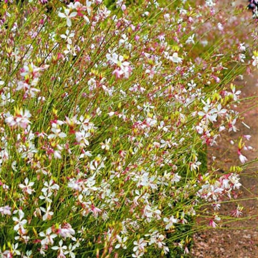 Gaura lindheimeri blanche Snowstorm (Plant habit)