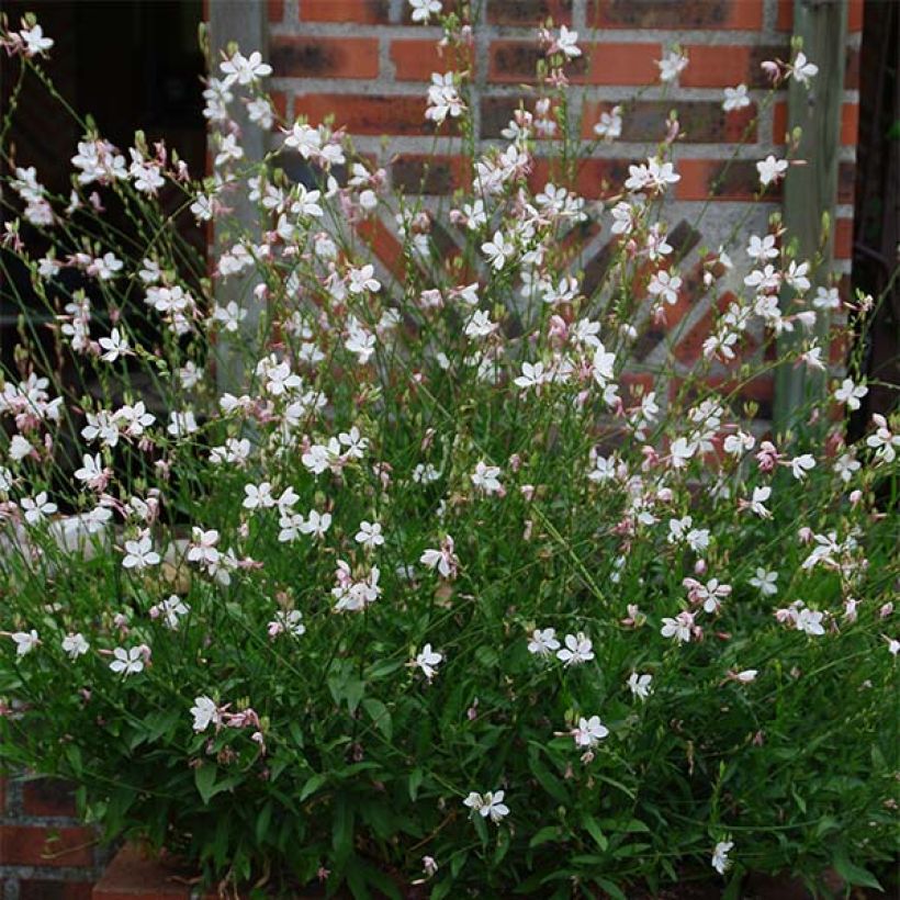 Gaura lindheimeri Blanche - Gaura de Lindheimer  (Plant habit)