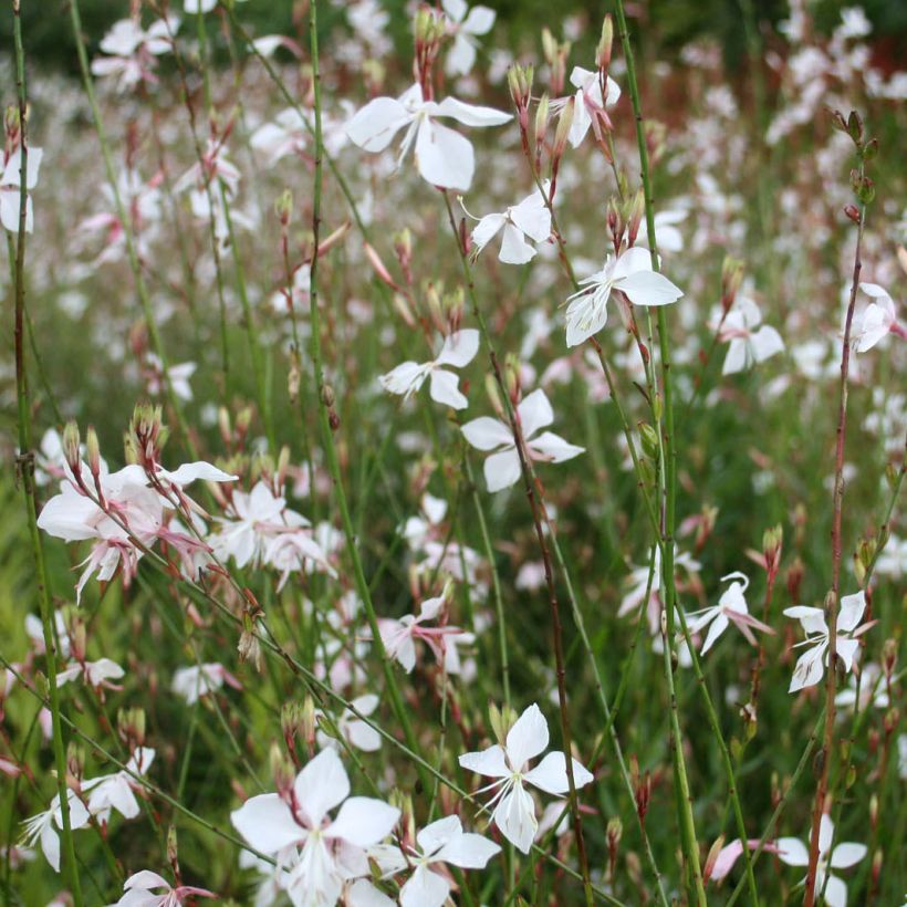 Gaura lindheimeri Blanche - Gaura de Lindheimer  (Flowering)