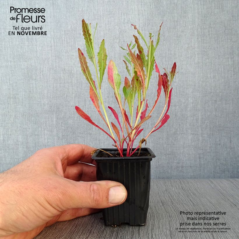 Spécimen de Gaura lindheimeri Blanche - Gaura de Lindheimer  Godet de 7/8 cm tel que livré en automne