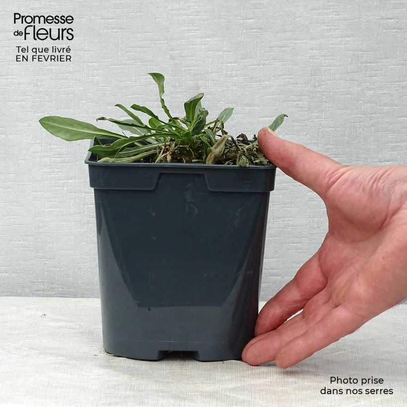 Example of Gaura lindheimeri Blanche - Gaura de Lindheimer  Pot de 2L/3L as you get in hiver