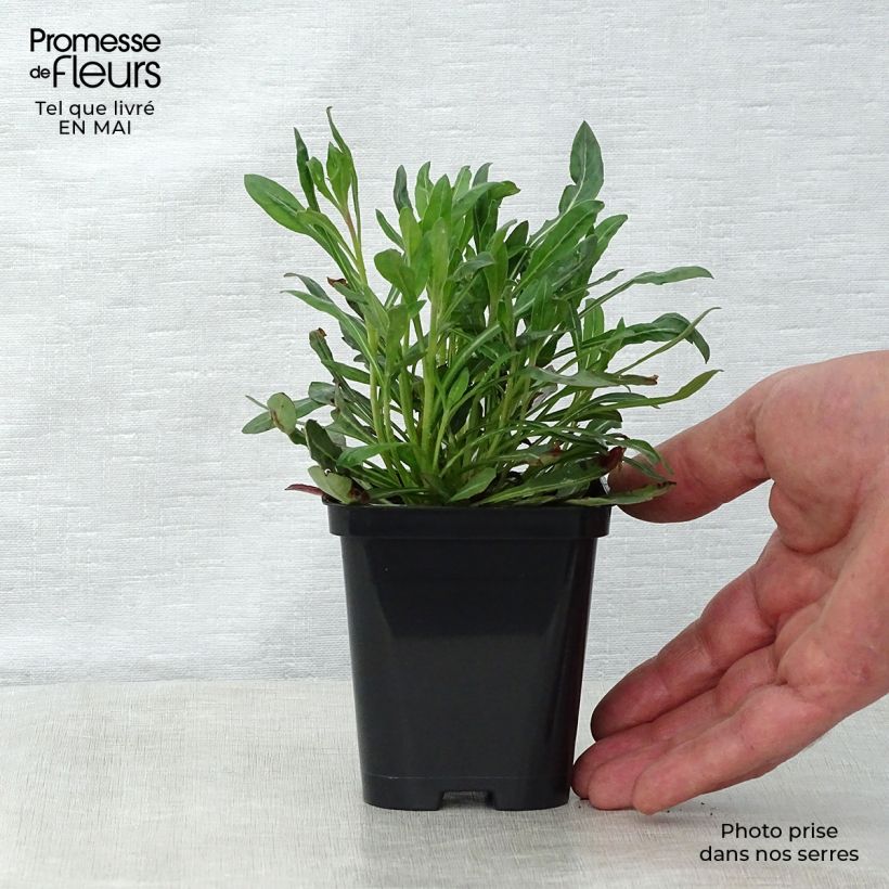 Example of Gaura lindheimeri Blanche - Gaura de Lindheimer  Godet de 7/8 cm as you get in printemps