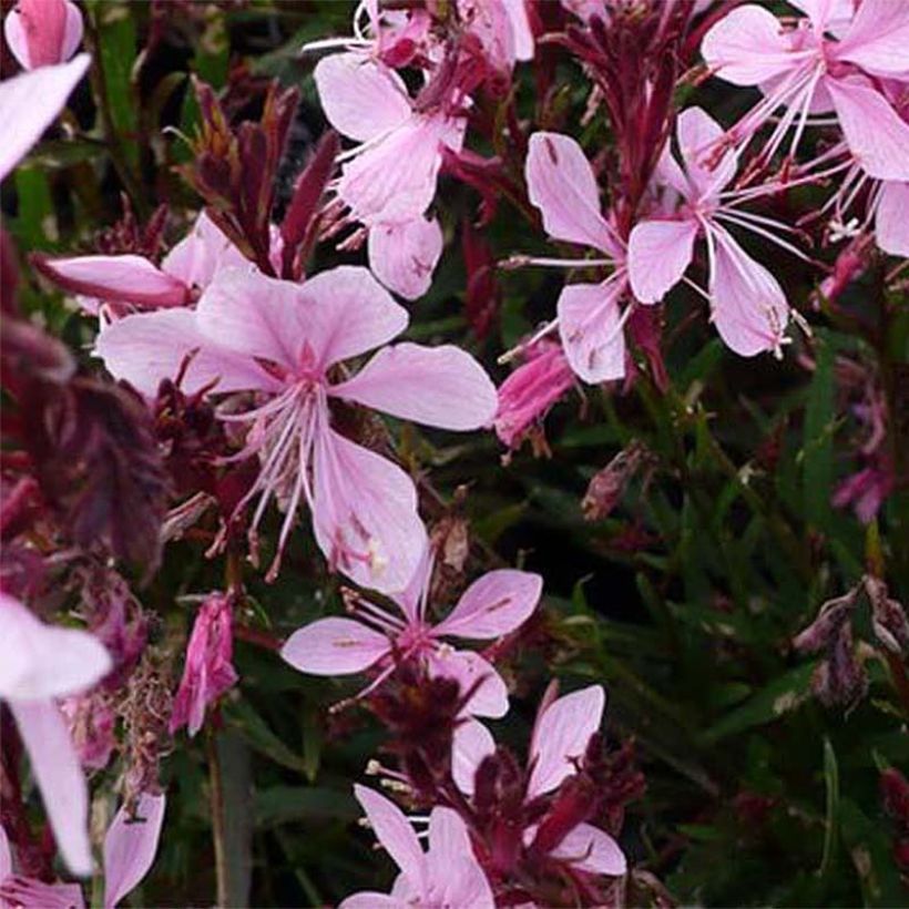 Gaura lindheimeri Blaze - Gaura de Lindheimer (Flowering)