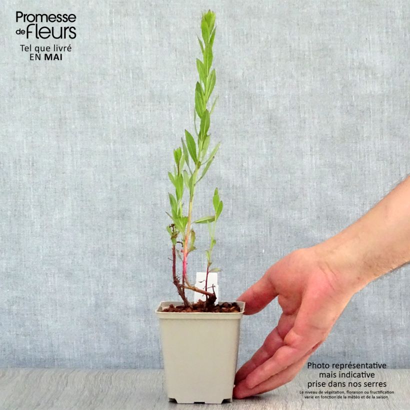 Example of Gaura lindheimeri Blaze - Gaura de Lindheimer Godet de 8/9 cm as you get in printemps