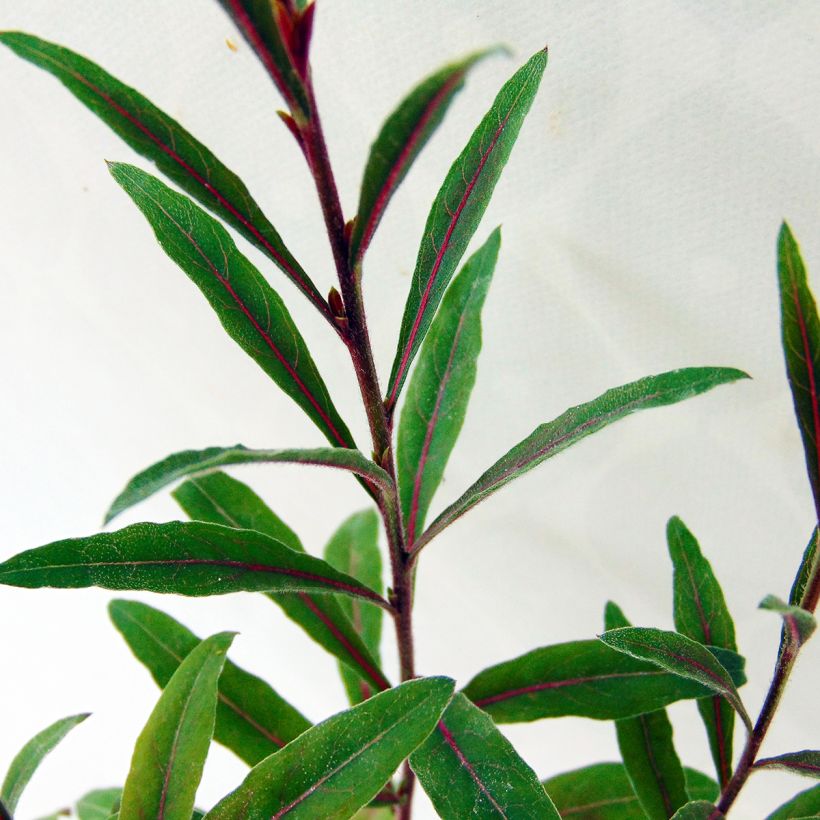Gaura lindheimeri Cherry Brandy - Gaura de Lindheimer rose vif (Feuillage)
