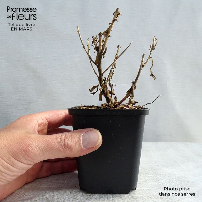 Example of Gaura lindheimeri Corrie's Gold - Gaura de Lindheimer à feuillage panaché Godet de 8/9 cm as you get in printemps