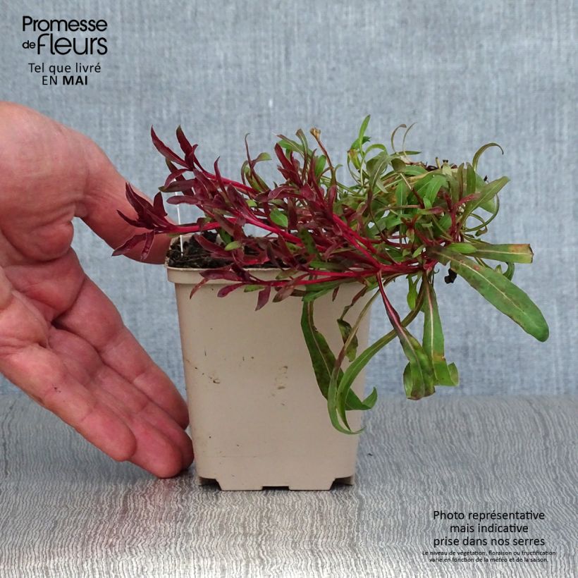 Spécimen de Gaura lindheimeri Passionate Blush  Godet de 8/9 cm tel que livré au printemps