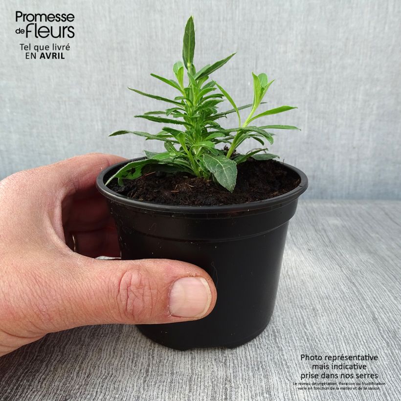 Example of Gaura lindheimeri Snowbird Godet de 8/9 cm as you get in printemps