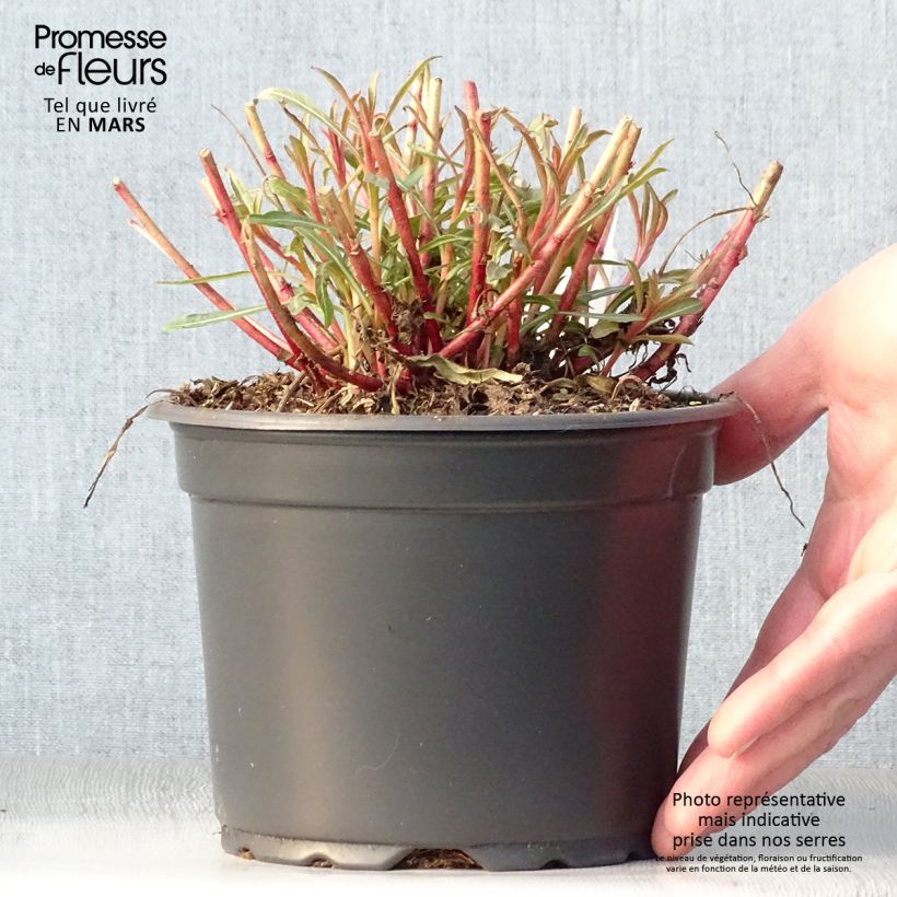 Example of Gaura lindheimeri Whirling Butterflies Pot de 2L/3L as you get in printemps