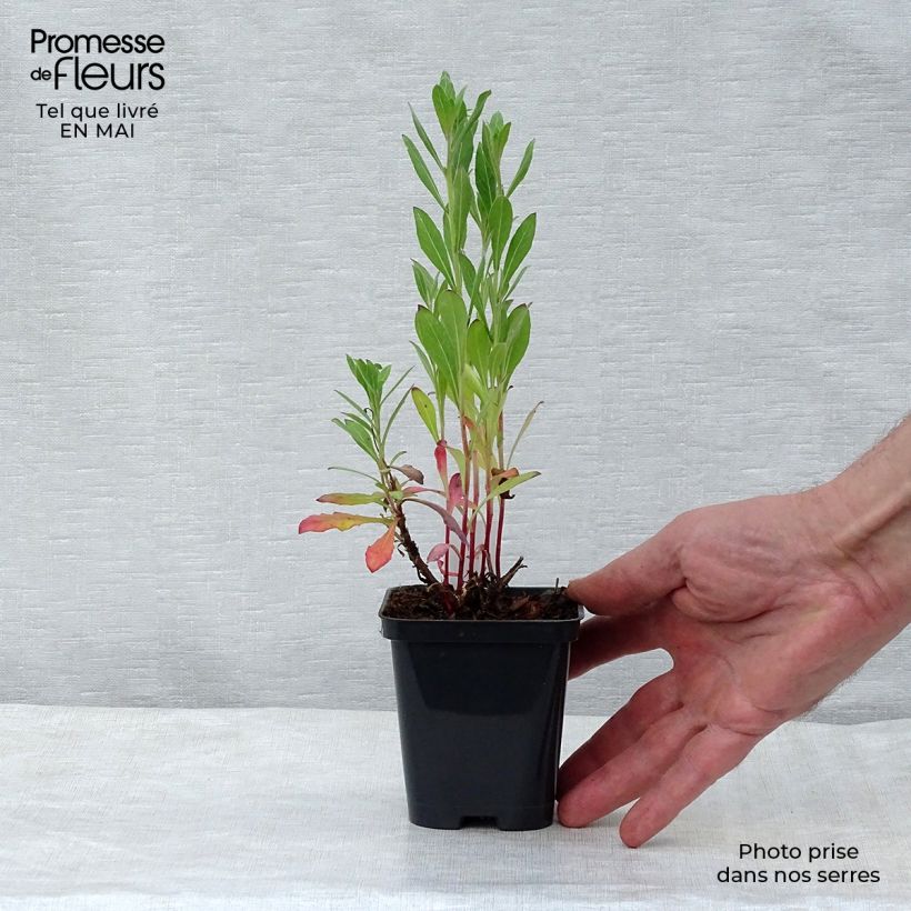 Example of Gaura lindheimeri blanche Snowstorm Godet de 8/9 cm as you get in printemps