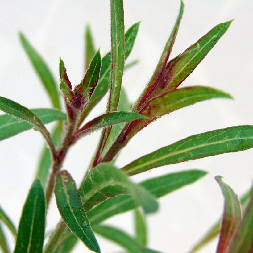 Gaura lindheimeri rose Siskiyou pink (Foliage)