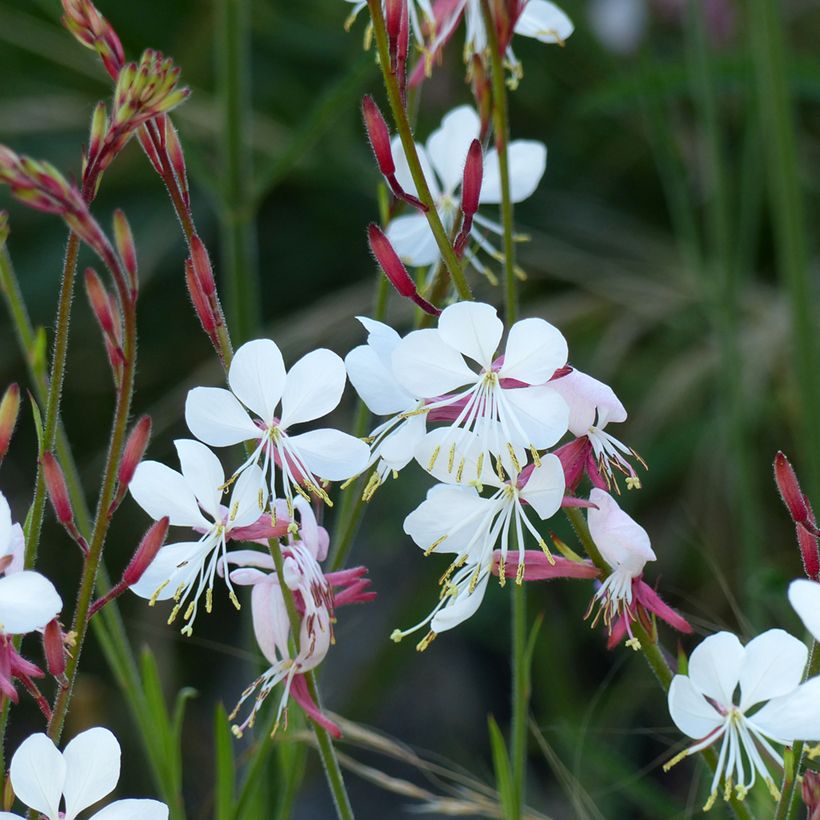 Graines de Gaura lindheimerii The Bride (Flowering)