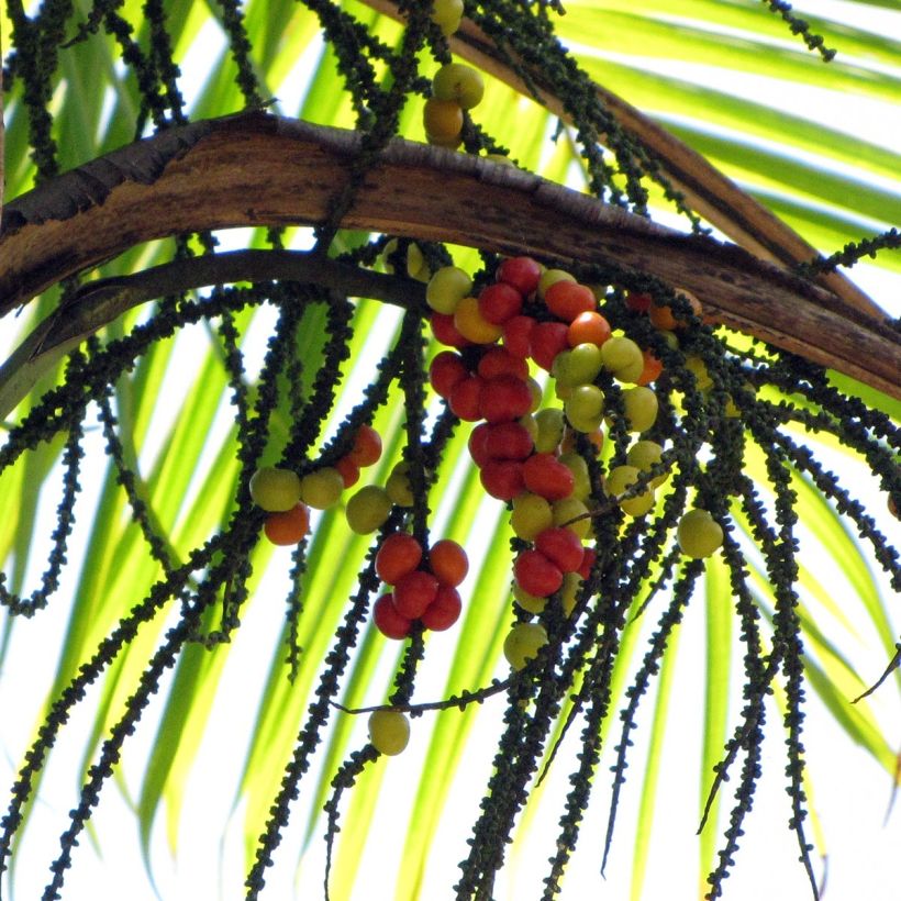 Gaussia maya - Palmier Maya (Harvest)