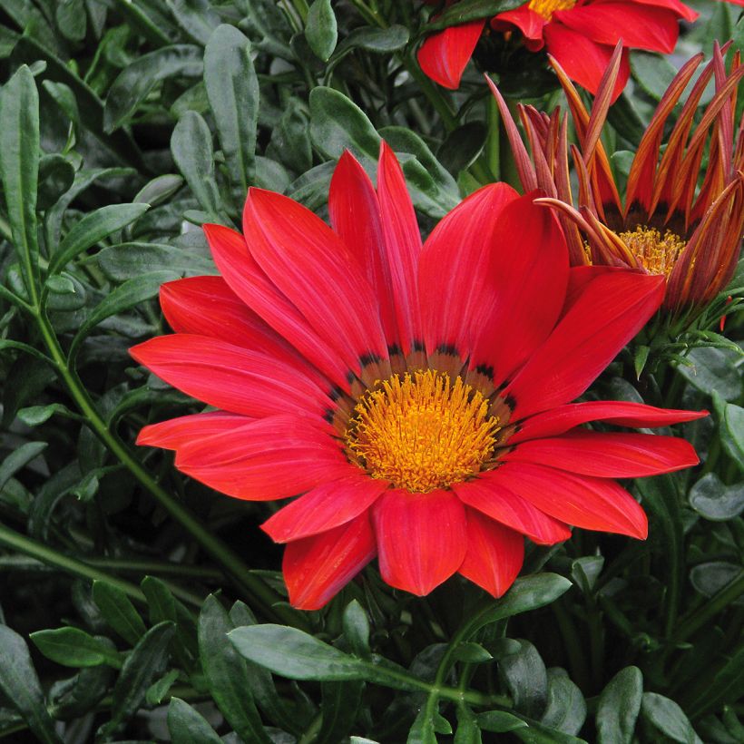 Gazania New Day Red Shades (Flowering)