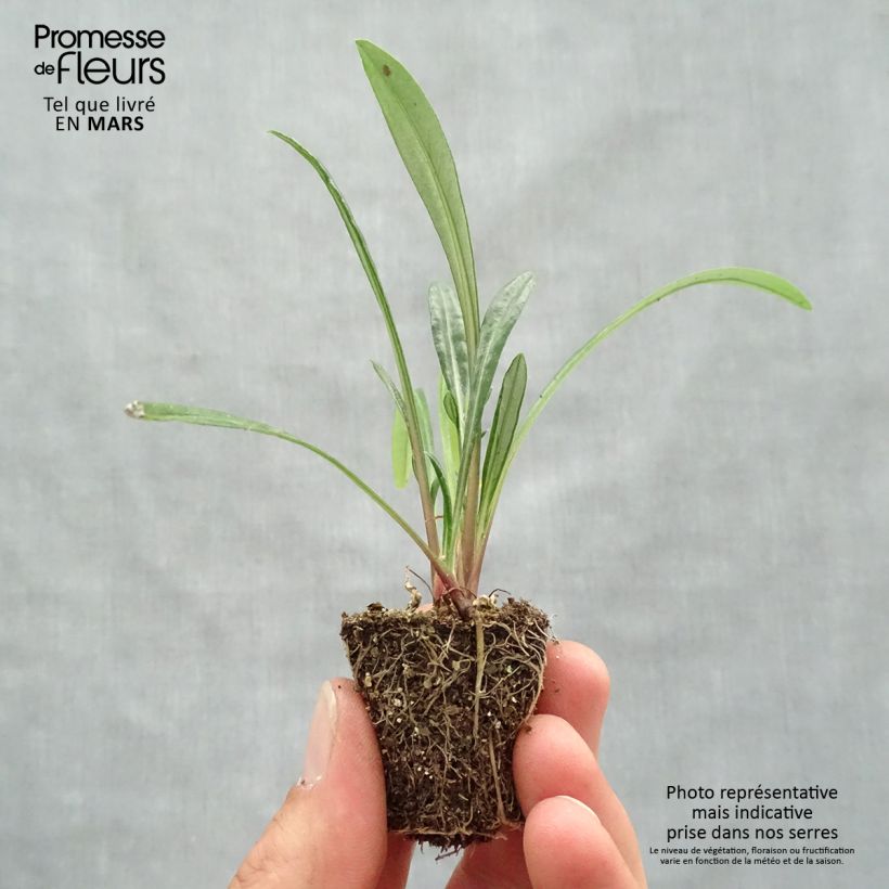 Example of Gazania New Day Red Shades Mini-motte Ø 3/4 cm as you get in printemps