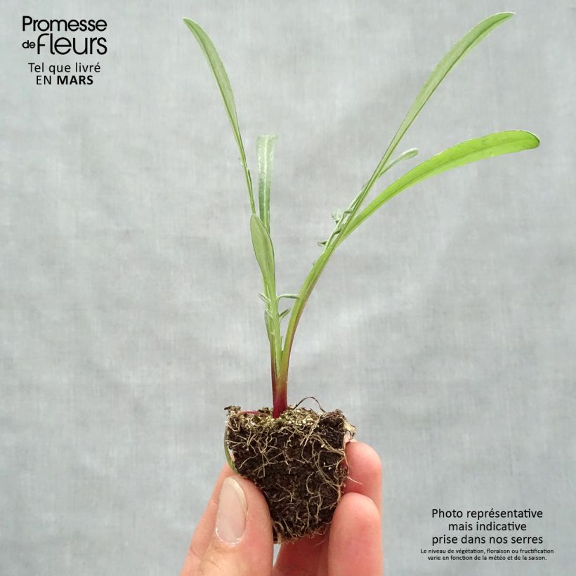 Example of Gazania Wonderwall mix  Jardimotte : motte 3,8 cm x 3,2 cm en plaque de culture par 16 as you get in printemps