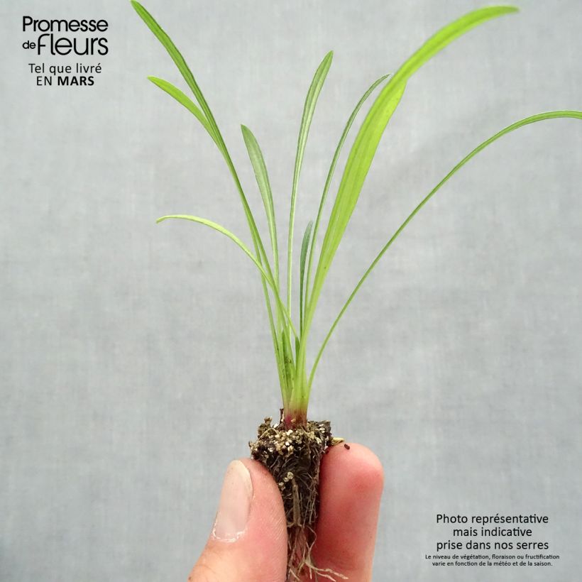 Example of Gazania Wonderwall mix  Minimotte : motte 2,2 cm x 2 cm en plaque de culture par 35 as you get in printemps