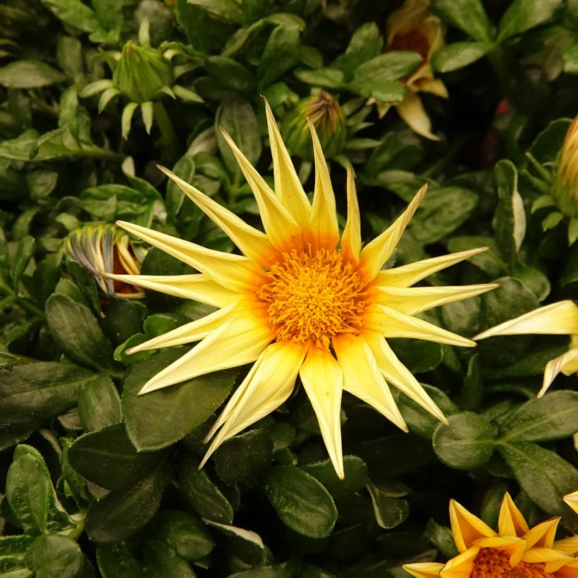 Graines de Gazania F1 Zany Sunny-Side Up  (Floraison)