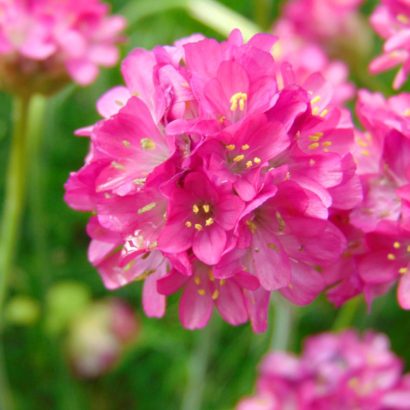 Gazon d'Espagne - Armeria maritima Düsseldorfer Stolz (Flowering)
